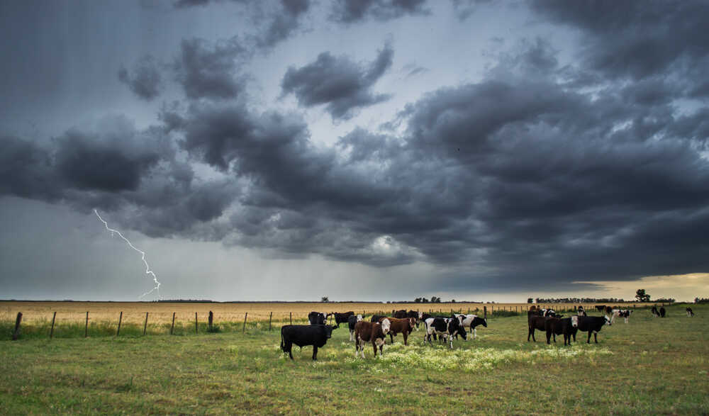 Deadly Lightning Strike Kills Rancher in Colorado and 34 Head of Cattle