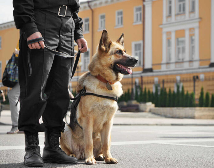 Smart,Police,Dog,Sitting,Outdoors