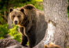 A grizzly bear standing near a tree in a forested area