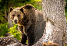 A grizzly bear standing near a tree in a forested area
