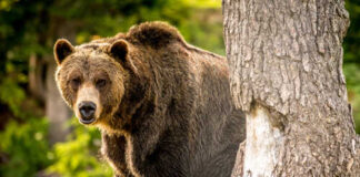 A grizzly bear standing near a tree in a forested area