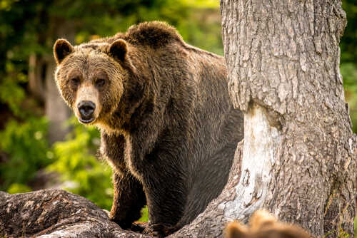 A grizzly bear standing near a tree in a forested area