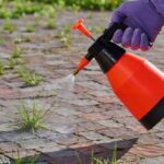 Person spraying weeds with a red and black spray bottle on a brick surface