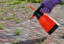 Person spraying weeds with a red and black spray bottle on a brick surface
