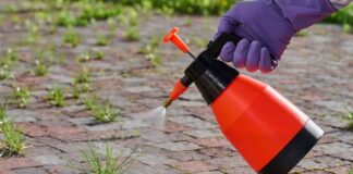 Person spraying weeds with a red and black spray bottle on a brick surface