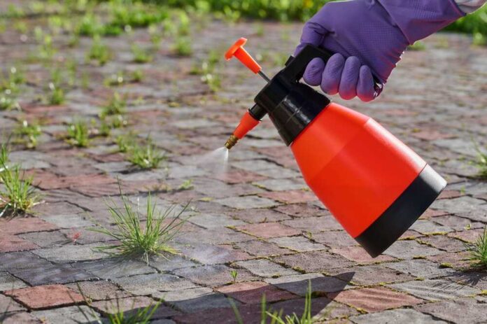 Person spraying weeds with a red and black spray bottle on a brick surface