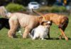 Three dogs playing together in a grassy park