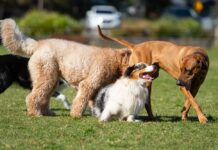 Three dogs playing together in a grassy park