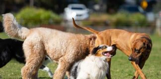 Three dogs playing together in a grassy park
