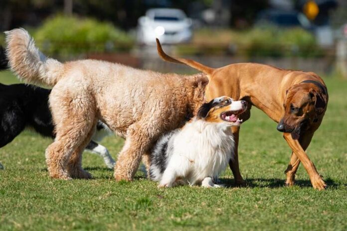 Three dogs playing together in a grassy park