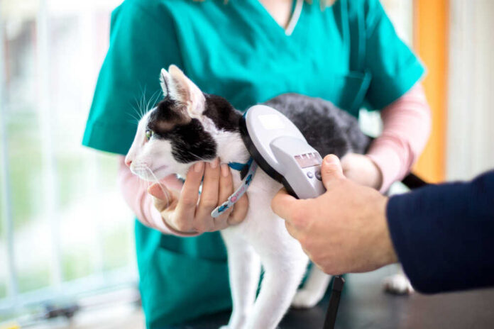 shutterstock_313323506.jpg Veterinarian scanning a cat for a microchip