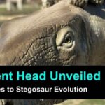 Stegosaur Skull Discovery: New Insights into Dinosaur Evolution