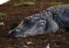 Influencer’s Wild Act Sparks Legal Firestorm A crocodile resting on the ground
