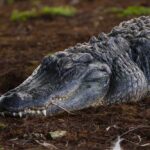 A crocodile resting on the ground