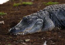 A crocodile resting on the ground
