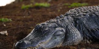 A crocodile resting on the ground