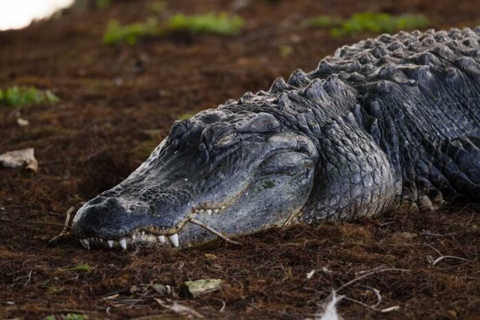 A crocodile resting on the ground