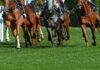A group of horses racing on a grassy track with jockeys