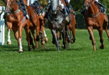 A group of horses racing on a grassy track with jockeys
