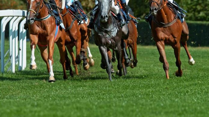 A group of horses racing on a grassy track with jockeys