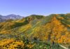 Vibrant hills covered in orange California poppies under a clear blue sky