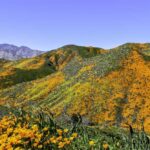 Vibrant hills covered in orange California poppies under a clear blue sky