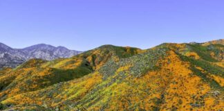 Vibrant hills covered in orange California poppies under a clear blue sky