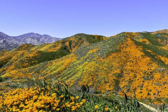 Vibrant hills covered in orange California poppies under a clear blue sky