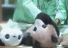 Panda Diplomacy: Cute Cub, Costly Strings Indonesia's first giant panda cub Rio growing and healthy before his public debut