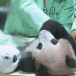 Indonesia's first giant panda cub Rio growing and healthy before his public debut