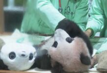 Indonesia's first giant panda cub Rio growing and healthy before his public debut