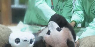 Indonesia's first giant panda cub Rio growing and healthy before his public debut