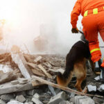 Conflicting Death Tolls Deepen Venezuela Concerns Rescue worker and dog searching rubble debris