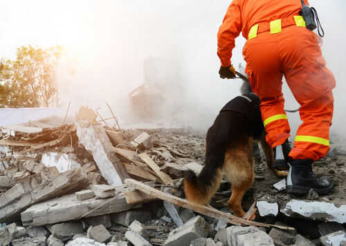 search-and-rescue-building-collapse607347791jpg Rescue worker and dog searching rubble debris