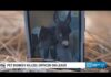 Pet donkey killed by police officer in Cedartown