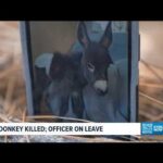 One Gunshot Leaves A Family Demanding Answers Pet donkey killed by police officer in Cedartown