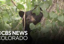 Record Bear Calls Rattle Colorado Colorado bears are hungry amid drought. Should people feed them? Wildlife experts debate.