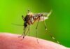 Dengue Death Confirmed – County on Edge Mosquito feeding on human skin