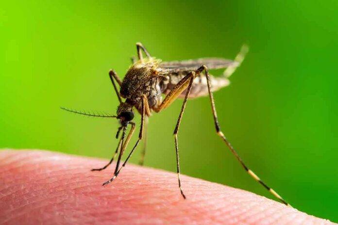 shutterstock_1396406867 Mosquito feeding on human skin