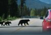 Bear with two cubs crossing a mountain road near a red car