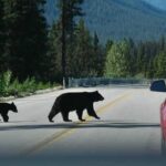 Record Bear Calls Rattle Colorado Bear with two cubs crossing a mountain road near a red car