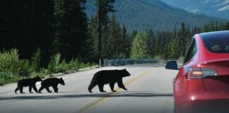 Bear with two cubs crossing a mountain road near a red car
