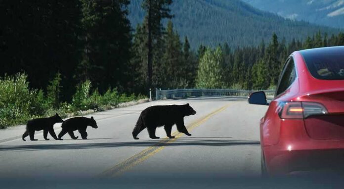 Bear with two cubs crossing a mountain road near a red car