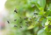 Trump Declares War On D.C. Mosquitoes Mosquitoes swarming near green foliage