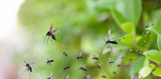 Mosquitoes swarming near green foliage