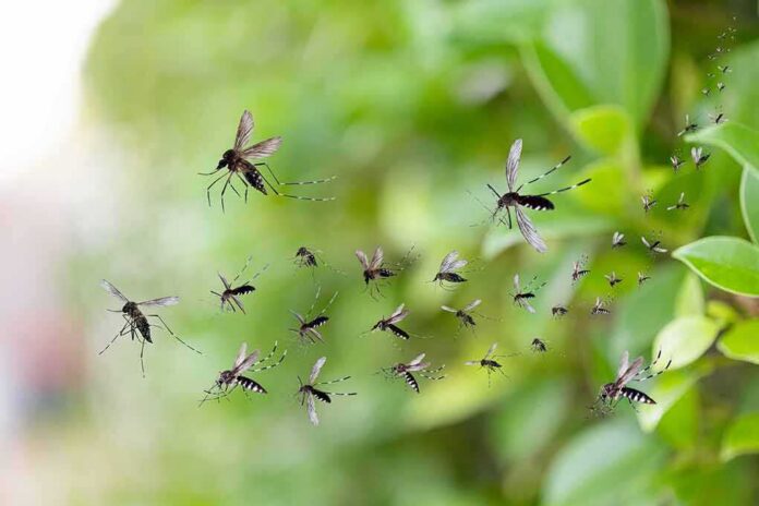 shutterstock_2138291569 Mosquitoes swarming near green foliage