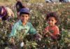 children in a cotton field