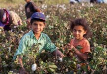Internet Meltdown, USDA Reality Check children in a cotton field