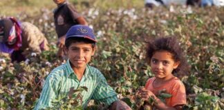 children in a cotton field