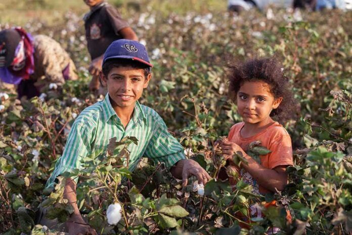 children in a cotton field